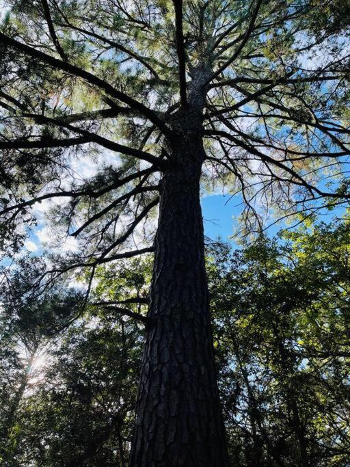 Bastrop Tiny Disc Golf Retreat Villa Dış mekan fotoğraf